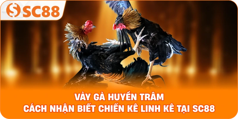 Vảy Gà Huyền Trâm – Dấu Hiệu Nhận Biết Chiến Kê Linh Kê Bất Bại